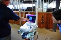 Inseminering og scanning af en hest.
