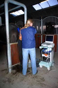 Inseminering og scanning af en hest.